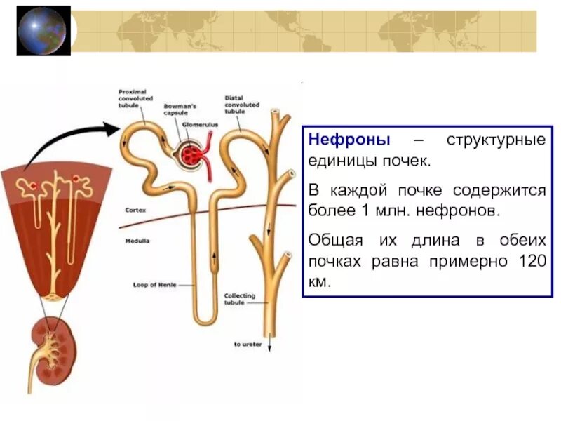 Изображен структурный элемент почки человека нефрон. Выделительная система нефрон. выделительная система строение нефрона. нефрон структурная единица почки. количество нефронов в почке человека.