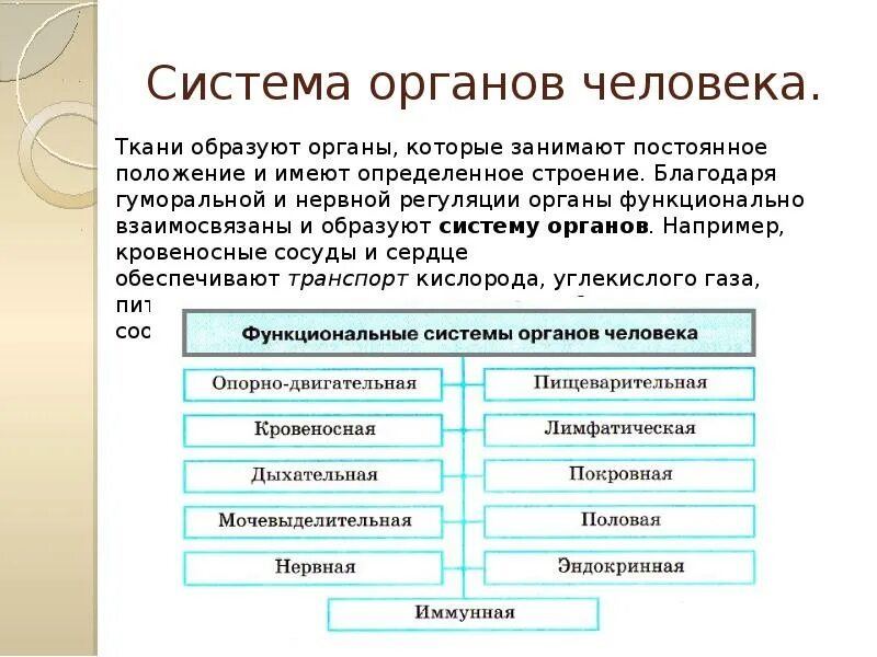 Органы выполняющие общие функции. Системы органов. Органы и системы органов. Какие органы образует система органов. Системы организма человека 8 класс.