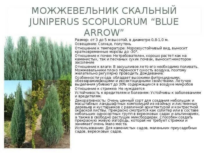 Можжевельник вертикальный описание. Можжевельник скальный блю эрроу. можжевельник скайрокет высота. блю эрроу высота взрослого растения. можжевельник блю эрроу диаметр кроны.
