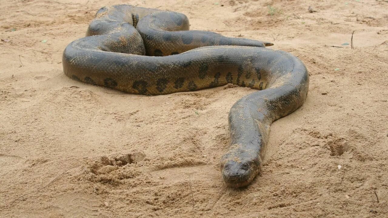 Большие змеи в воде. Анаконда большая. Змеи Анаконда. Змея Анаконда самая большая змея в мире. Гигантская зеленая Анаконда.