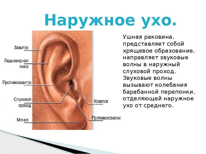 Почему именно ухо. Анатомия ушной раковины уха человека. Противокозелок уха анатомия. Ухо строение анатомия ушная раковина.