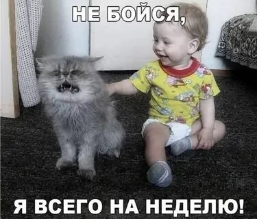 Самые смешные картинки с надписями