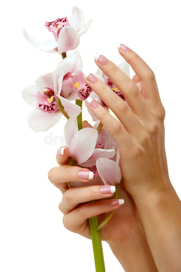 Орхидея в руке. Массаж рук маникюр. Женская рука с цветком. Красивые руки с маникюром. Руки орхидея.