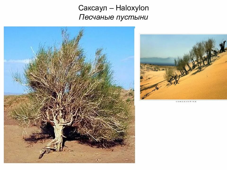 Саксаул где растет природная зона. Саксаул пустыни Каракум. Саксаул растение пустыни. Белый саксаул в пустыне. Саксаул растение пустыни цветение.