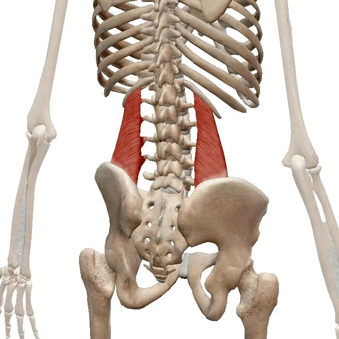 Болит поясница кости. Quadratus Lumborum. Musculus Quadratus Lumborum. Поясничная мышца анатомия. M Quadratus Lumborum.