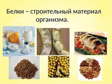 Белок строительный материал для клеток