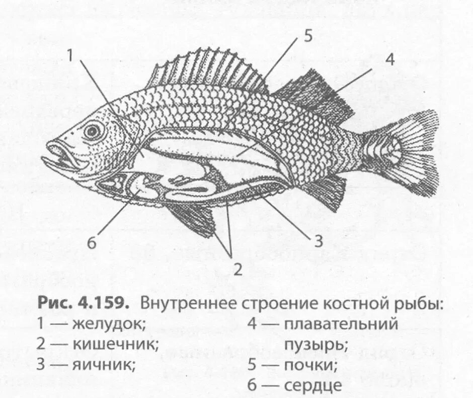 Схема строения костной рыбы. Внутреннее строение костистой рыбы схема. Строение окуня внутри. Внутреннее строение костной рыбы самка окуня биология 7. Внутреннее строение карася