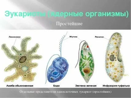Каковы общие признаки одноклеточных эукариот