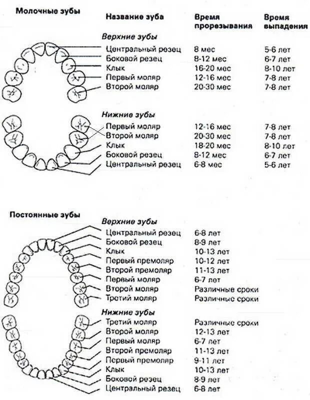 Зубы по возрасту таблица. Схема прорезывания коренных зубов. Порядок смены молочных зубов у детей на постоянные схема. Зубы у детей сроки прорезывания коренных. Коренные зубы у детей схема прорезывания.
