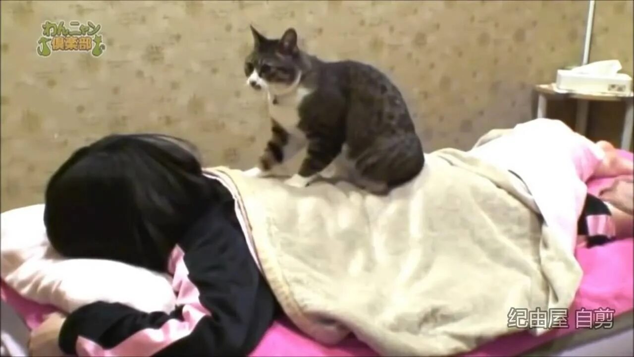 Почему коты массажируют