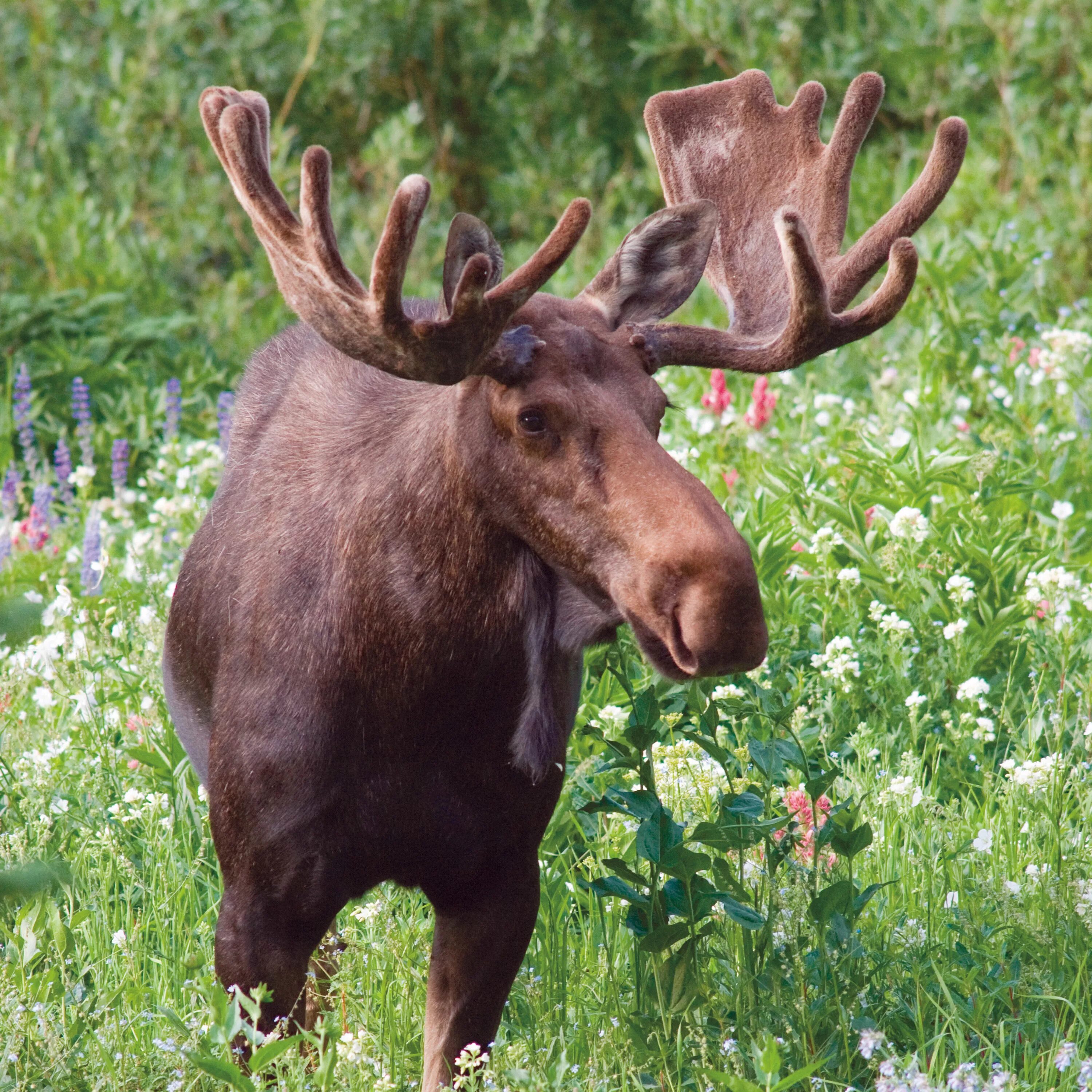 Ф лось. Европейский Лось alces alces. Лосиха Сибирская. Европейский Лось alces alces Linnaeus 1758. Alces americanus.