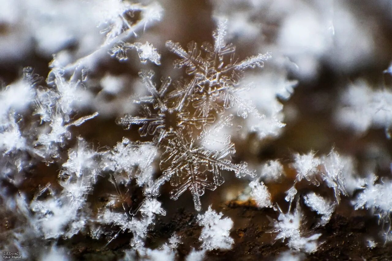 Снежинка макросъемка. Блеск инея. Зима снежинки. Иней на ветках. Блеск инея.