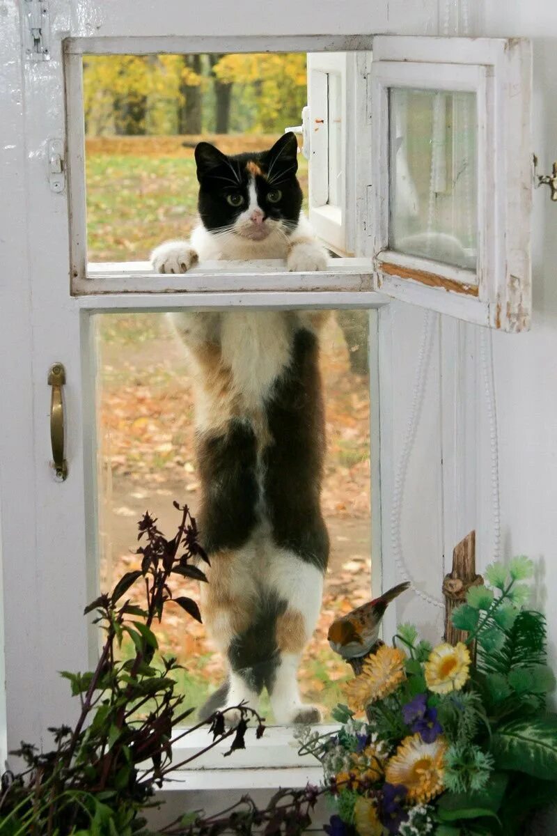 Кот открывает окно. Кошки на окошке. Кот на окне. Кот в окошке. Котик у окна.