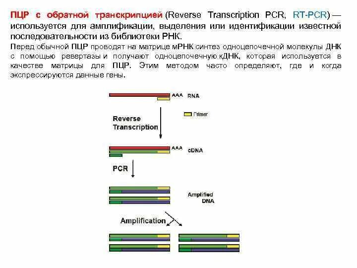 Метод ПЦР схема. ПЦР С обратной транскрипцией. PCR — полимеразная цепная реакция. Обратная транскрипция РНК методика.