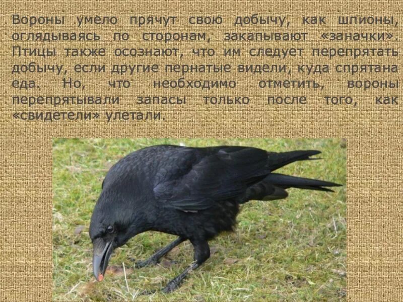 Подумай какие у ворон есть интересные повадки. Описание вороны. ворона описание птицы. ворона для презентации. ворон для презентации.