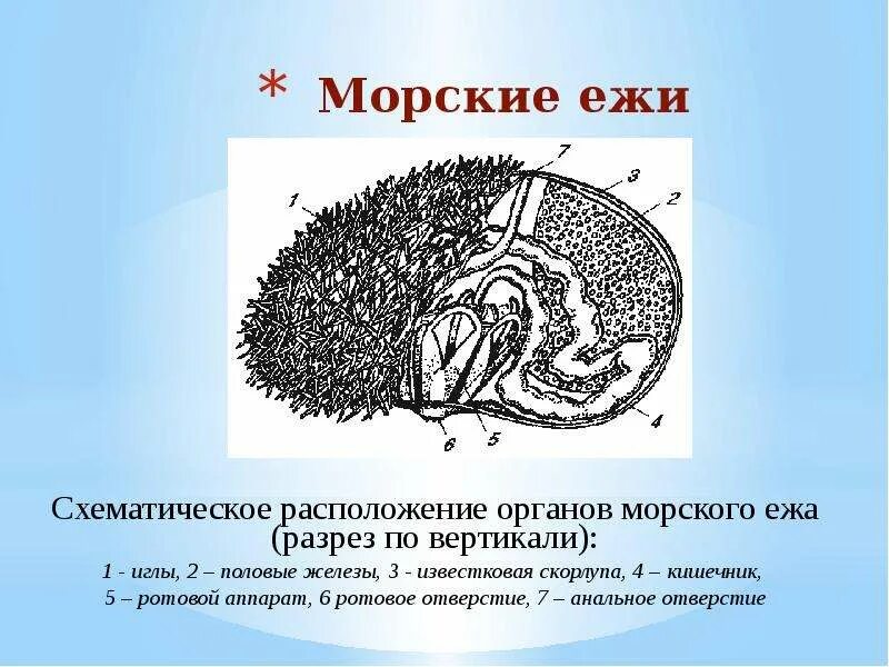 Морской еж состав. Морской еж строение. строение морского ежа. анатомическое строение ежа. класс морские ежи строение.
