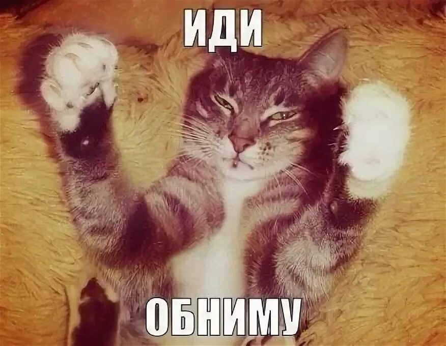 Дай ка обниму. Кот иди обниму. иди обниму картинки. котик дай обниму. обнимашки иди сюда.