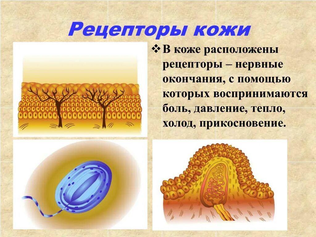 Рецепторы кожи. Нервные рецепторы кожи. Рецепторы кожи находятся в. Рецепторы кожи воспринимают.