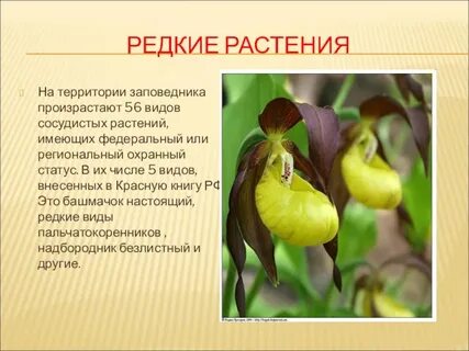 Редкое растение или животное