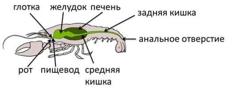 Картинки ПИЩЕВАРЕНИЕ РЕЧНОГО РАКА