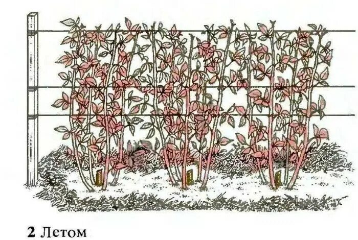 Разные сорта малины можно рядом сажать. Подвязка ремонтантной малины. Ежемалина Кимберли шпалера. Подвязка кустов ремонтантной малины. Подвязка малины на шпалере.