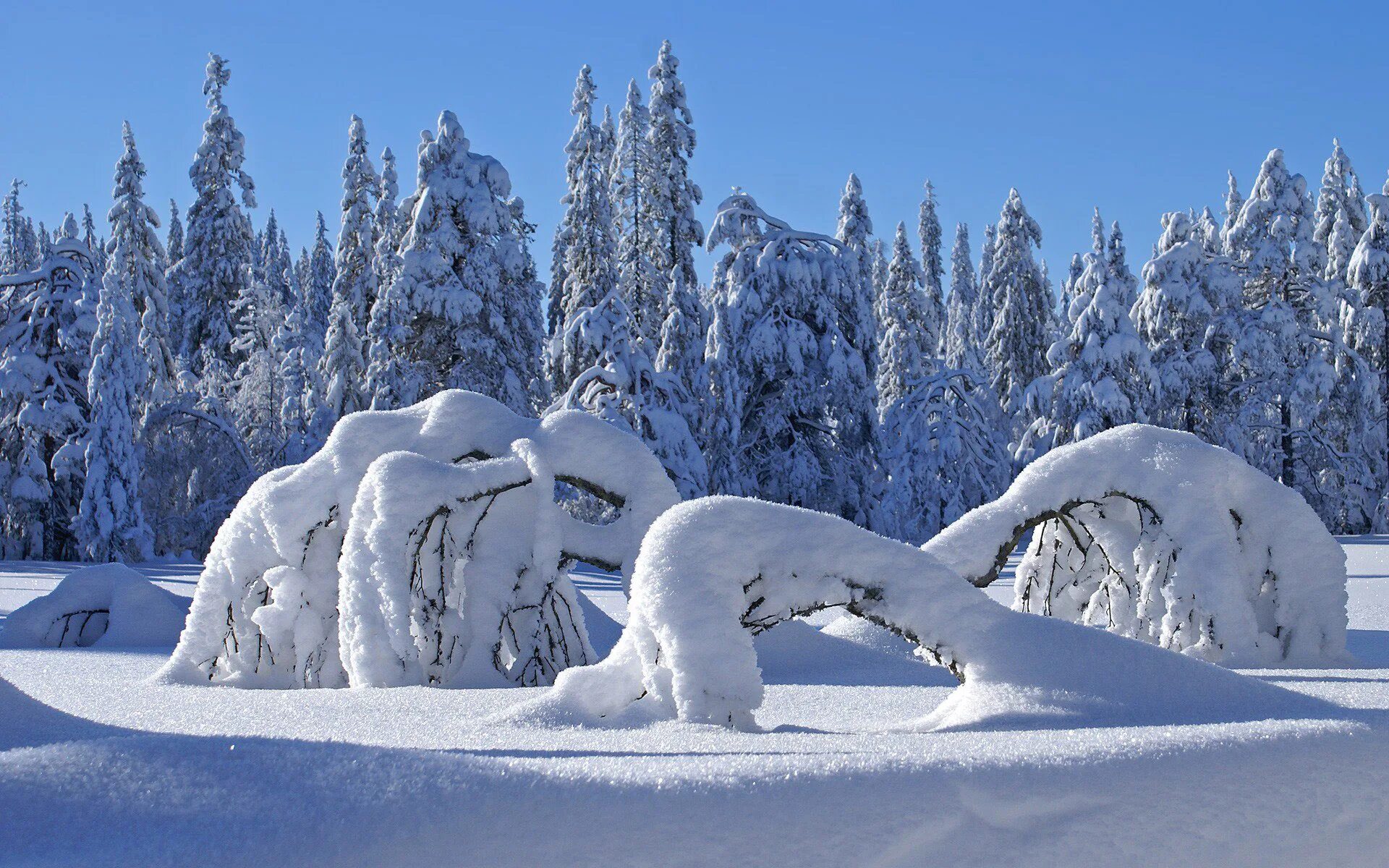 Покажи зимнюю картинку. Зимний лес. Зимняя природа. Зима снег. Зимний лес сугробы.