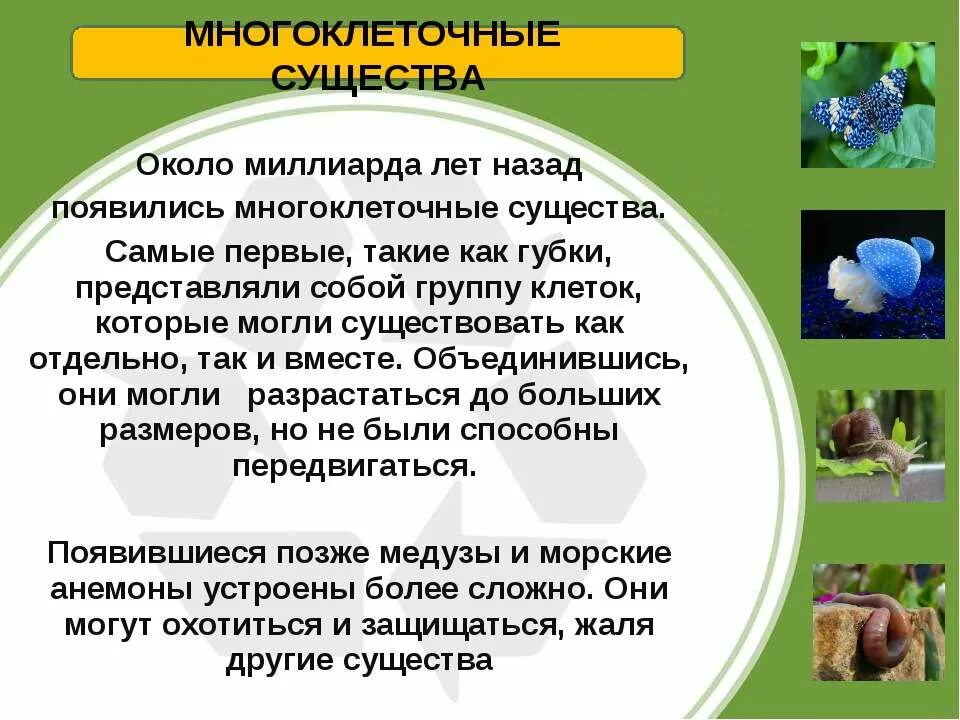 Доклад на тему разнообразие животных. Презентация на тему разнообразие животных. Презентация животные 3 класс. Разнообразие животных 3 класс.