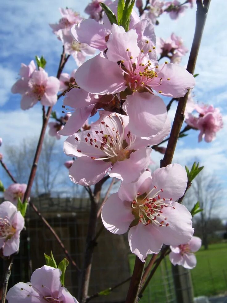 Цветы персика. Цветение нектарина. Нектарин блоссом. Peach blossom story. Peach blossom hiway.