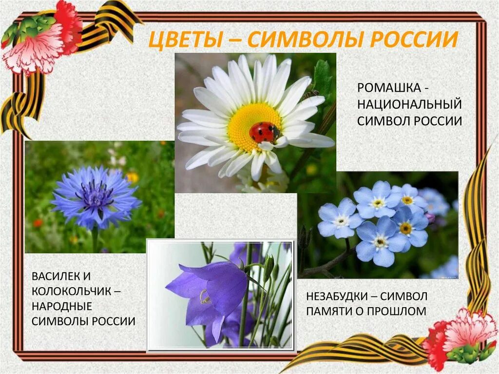 Растение символ страны. Цветы символы стран. Национальный цветок России. Национальный символ России цветок. Ромашка символ России.