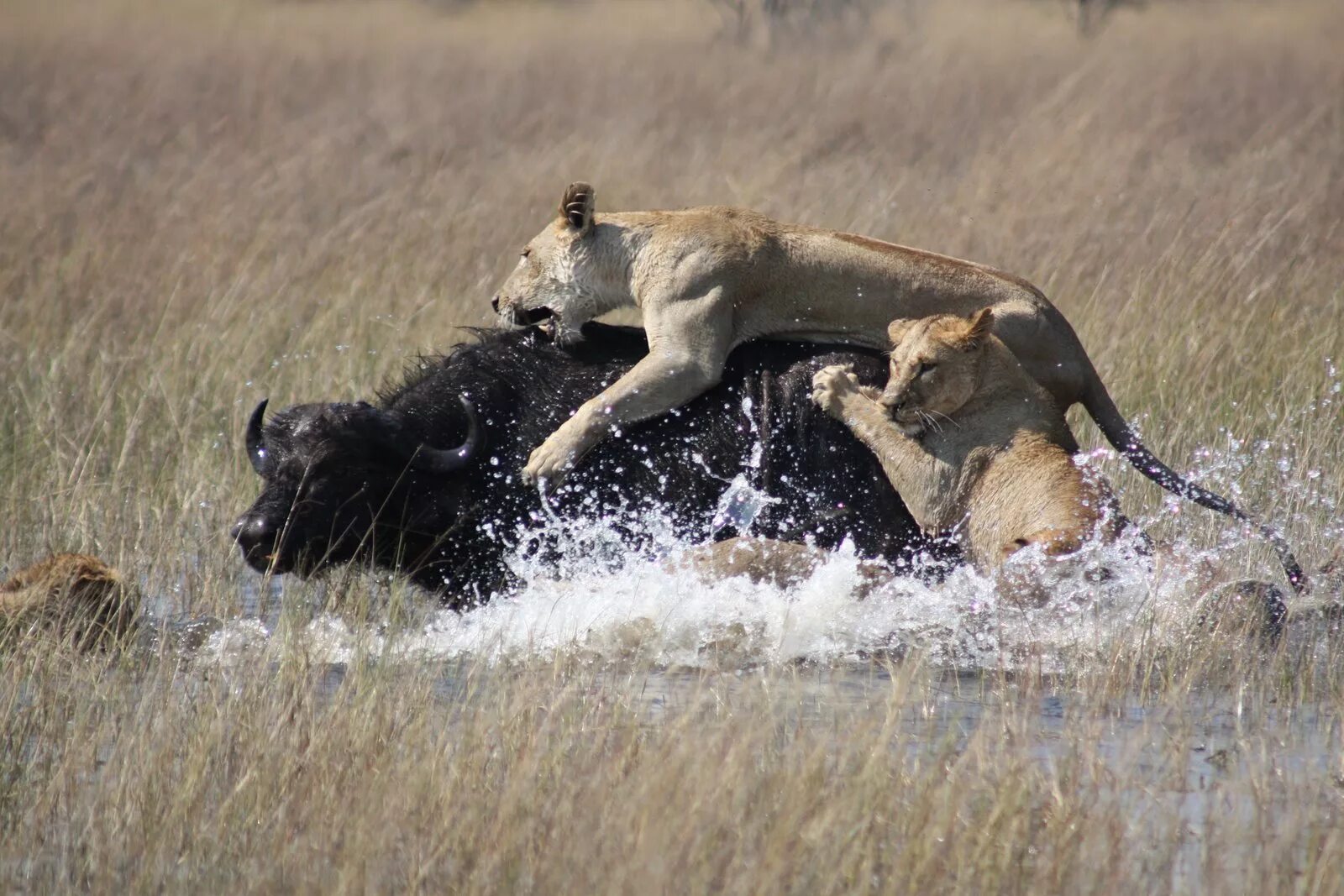 Хищники дикой африки видео. Прайд Львов против буйвола. Львица на охоте. Львица охотится. Лев охотится.