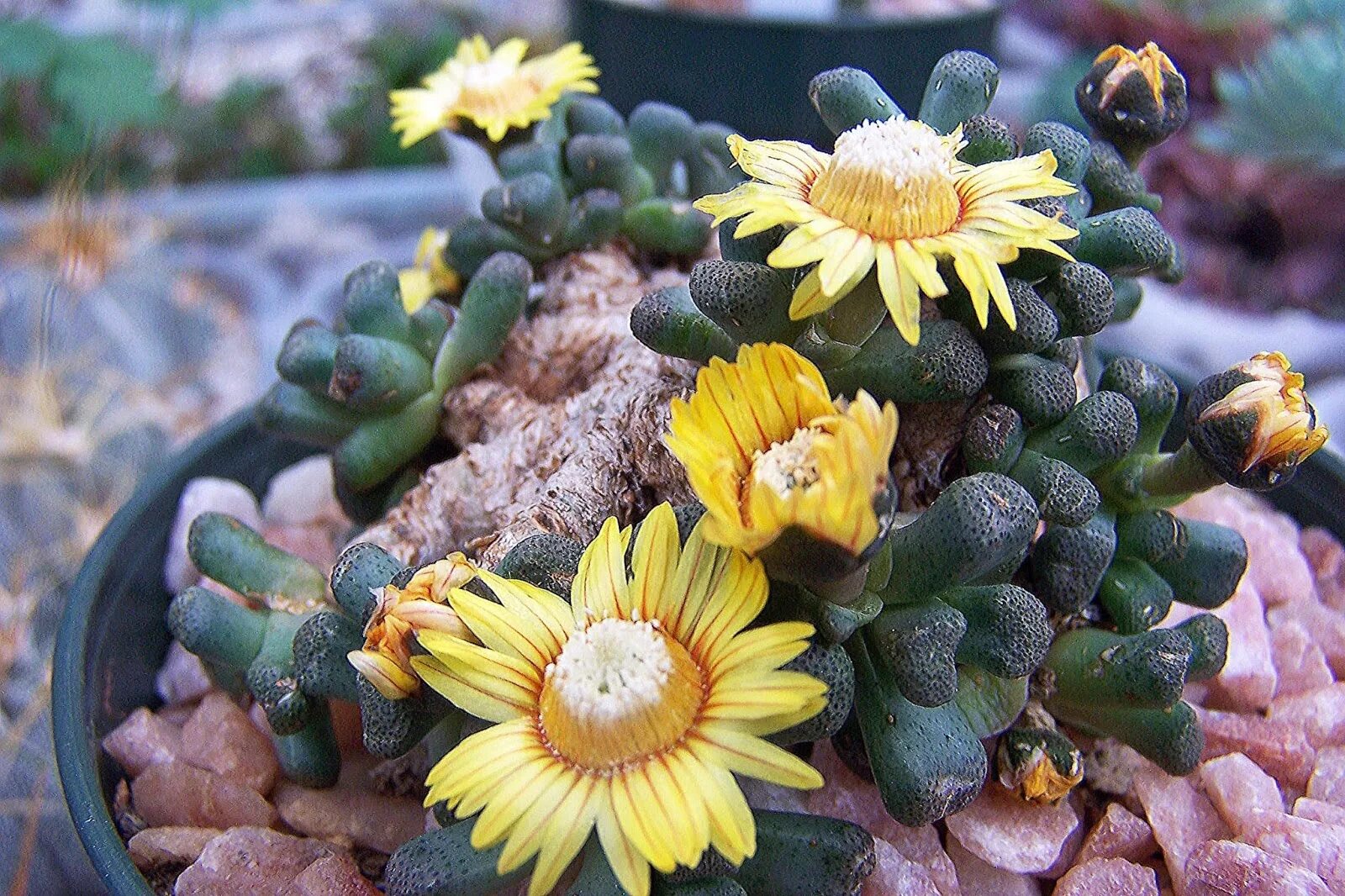 Обезьяний дракула dracula saulii. Счастливый инопланетянин (calceolaria uniflora). Росянка растение хищник. Кальцеолярия uniflora. Цветок кальцеолярия унифлора.