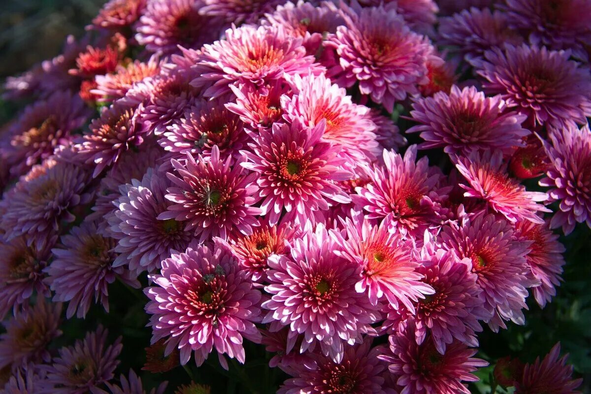 Хризантема садовая фото. Хризантема Chrysanthemum. Хризантема георгиновидная. Хризантема китайская Садовая. Хризантема адонис.