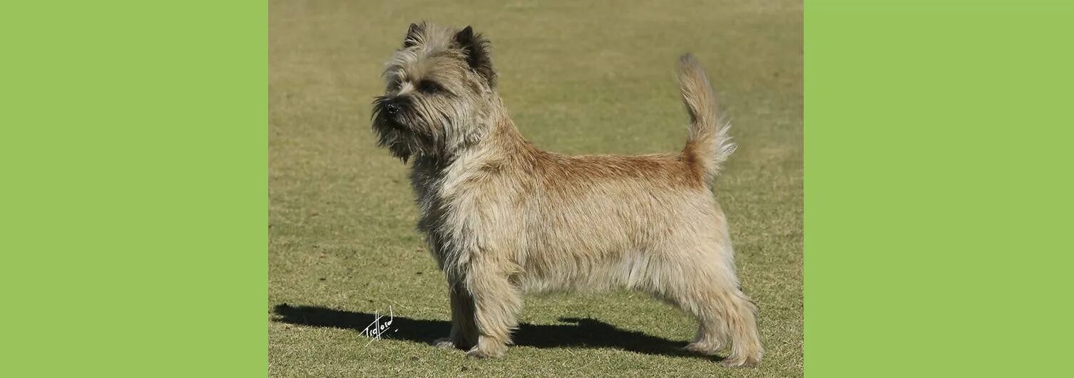 Шотландский терьер терьеры. Шотландский терьер гладкошерстный. Норвич терьер типы окраса. Эрдельтерьер , лейкленд. Терьер признаки.