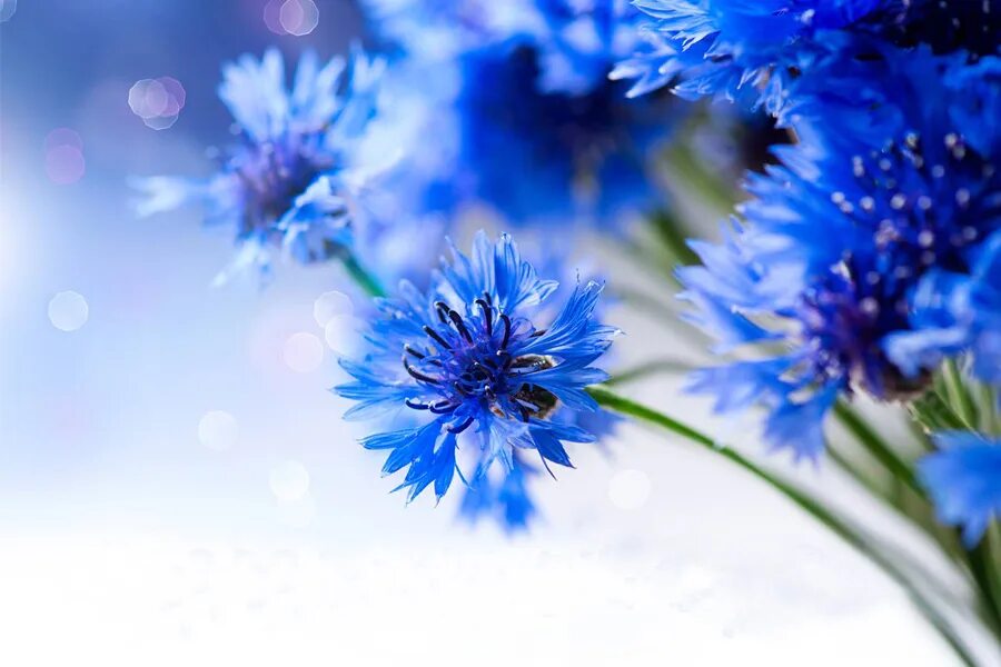 дзень роднай мовы 2024. день роднай мовы. дзень роднай мовы 2024. 21 лютага міжнародны дзень роднай мовы. дзень беларускай мовы.