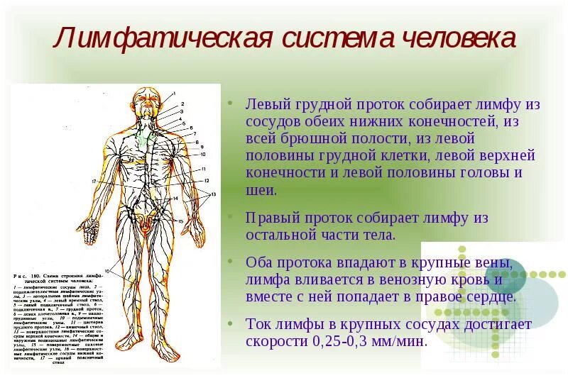 Движение лимфатических сосудов. Лимфа система человека схема движения лимфы. Лимфатическая система человека схема для массажа. Схема направления движения лимфы лимфатической системы человека. Анатомия человека для массажа лимфатическая система.