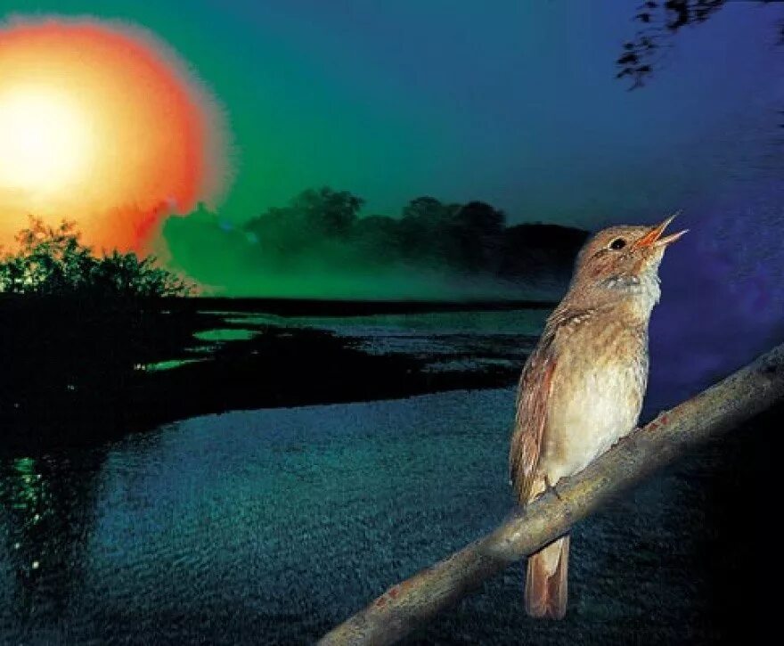 Птицы на рассвете. Птицы поют вечер. Птицы поют на рассвете. Трели птиц на рассвете.