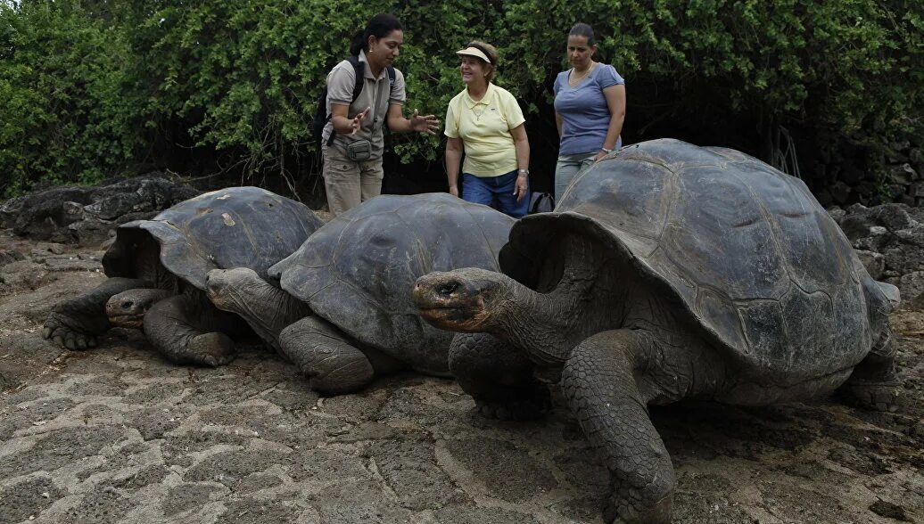 Галапагосская черепаха. Галапагосская слоновая черепаха. Галапагос — Эквадор черепахи. Галапагосские острова черепахи. Место обитания большой черепахи