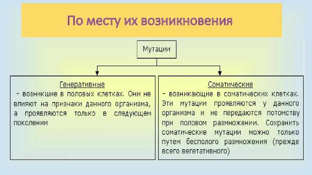 Что общего у генеративных и соматических мутаций