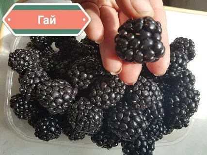 Ежевика бжезина описание характеристик