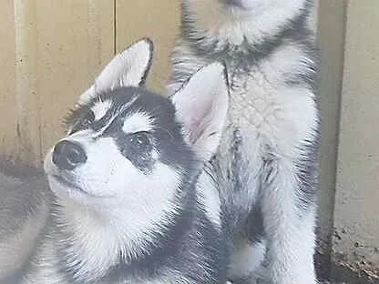Husky 12000