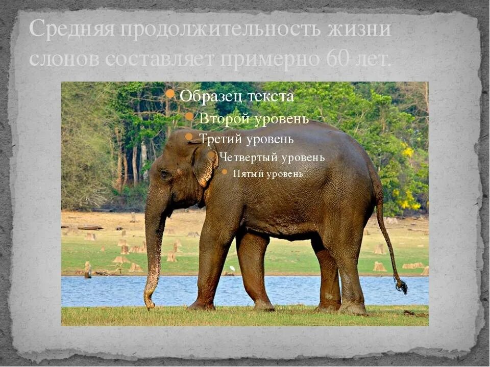 Продолжительность жизни слонов в дикой природе. Продолжительность жизни слонов. Слон обмахивается ушами фото. Слон продолжитеельнлмтьжизни. Продолжительность жизни слонов.