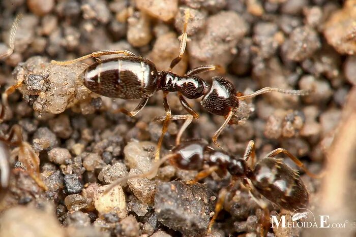 мегахилиды рой. Bees ants. оса тифия. Bees ants. оса entomognathus brevis.