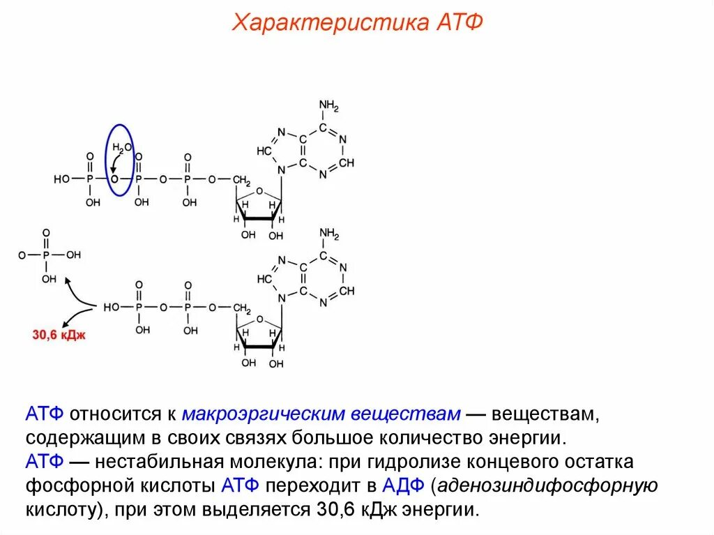 Остаток фосфорной кислоты атф. Молекула АТФ содержит макроэргические связи. Макроэргическое соединение АТФ. АТФ нестабильная молекула.