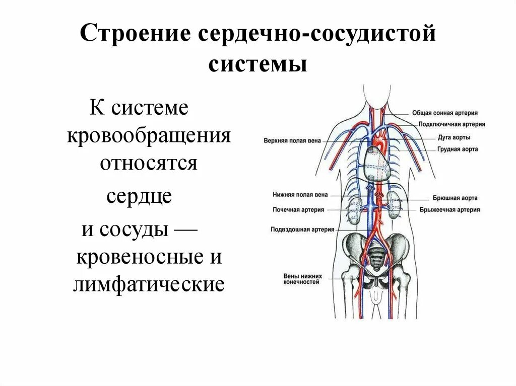 Регулируют кровообращение. Из чего состоит сердечно сосудистая система. Составные части сердечно сосудистой системы. Сердечно-сосудистая система схема из чего состоит. Особенности строения кровеносной системы человека сердце сосуды.