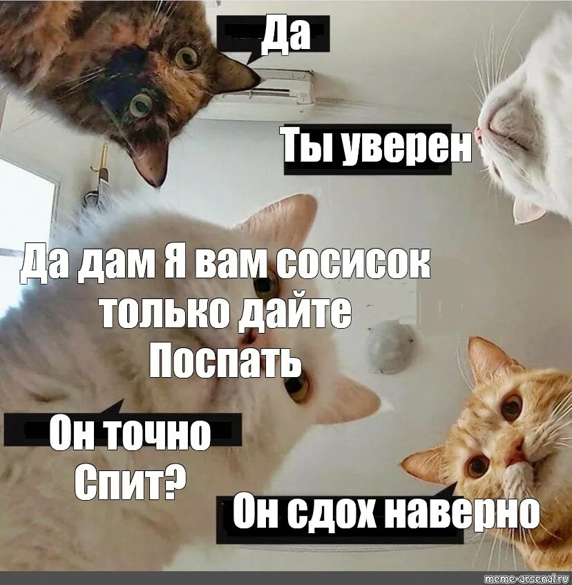 Популярные мемы с котами. Саша коты Мем. Саша вставай. Мемы с котами коллаж. Дайте поспать вэлл speed up