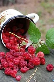 Вкус лета малина