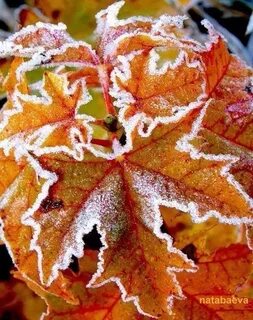 Иней на осенних листьях
