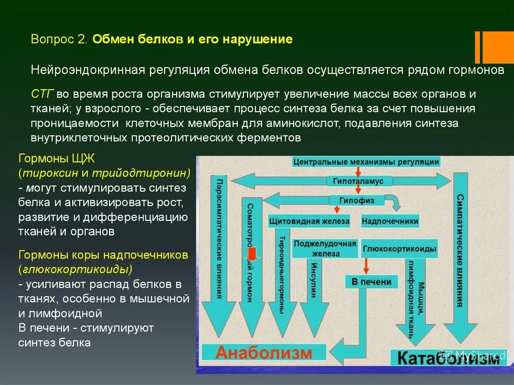 Гормоны стимулирующие синтез белка. Механизмы регуляции белкового обмена. Нарушение обмена белков. Нарушение белкового обмена заболевания. Нервная регуляция белкового обмена.