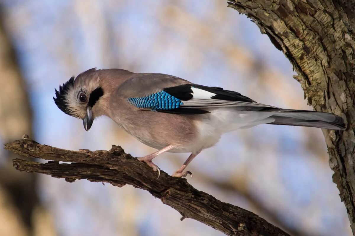 Сойка птица. Сойка обыкновенная garrulus glandarius. Сойка пересмешница птица. Птица Сойка Крымская. Природа сойка