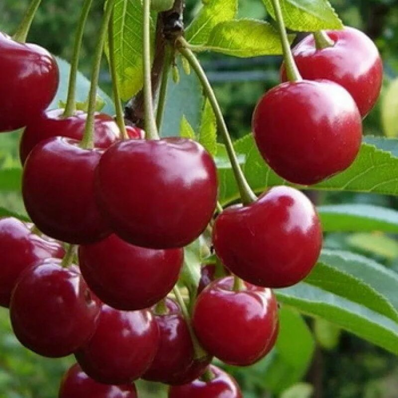 Сорт вишни любская. Сорт вишни любская